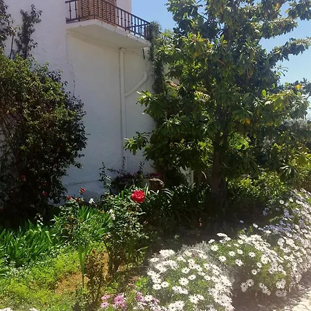 Crisantemos Nerja
