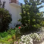 Crisantemos Nerja